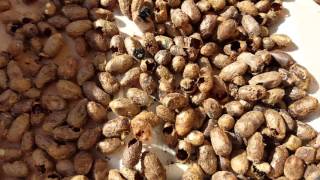 Mason Bees hatching.