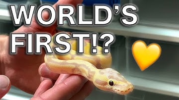 Banana Vanilla Enchi Pastel Het. Clown! Clutch 1901 Showcase | BallPythons9