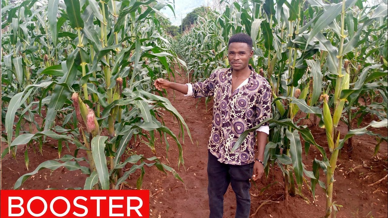 Mahindi Yako Hayakui Haraka? Tumia Booster Hizi – Zimehakikishwa BOOSTER.