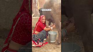 गॉंव में देसी भैंस का पालन😍 #villagelife #desi #youtubeshorts #gaon