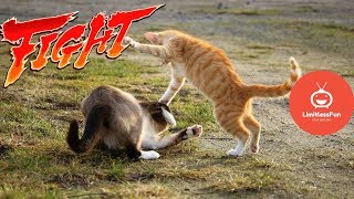 KARATE CATS! EPIC Funny cats Fighting videos 😸 - TRY NOT TO LAUGH compilation (2019) 😻