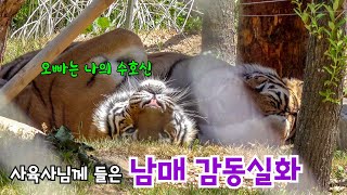 🤧감동실화🤧 사육사님께 들은 범궁이와 으른호랑이의 첫 대면식 날 Famous Tiger Family in Korea, cat tiger #태범 #무궁 #백두대간호랑이