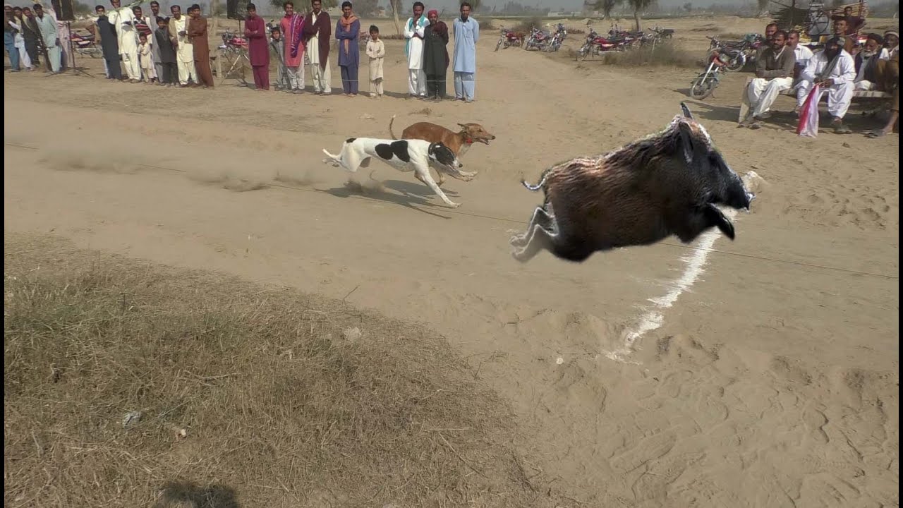 Salana Sheran wala track race  Jaman shah Distract Layyah 9-2-2021