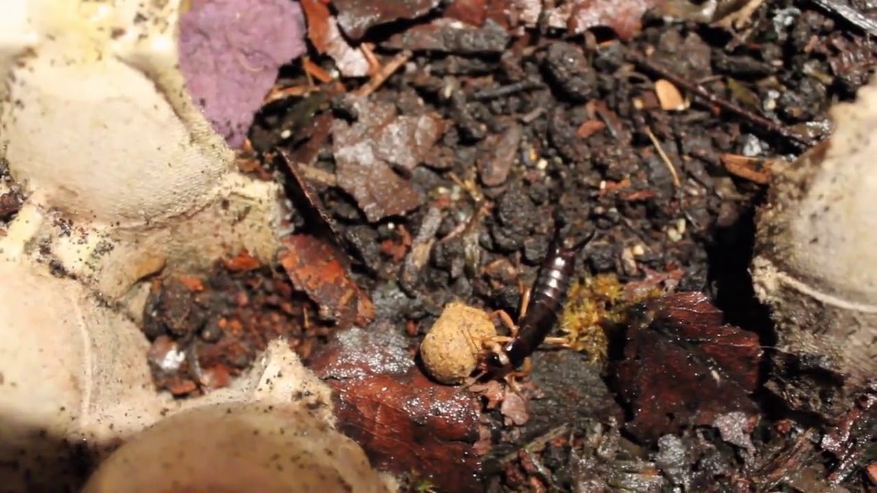 European Earwigs and Maritime Earwigs