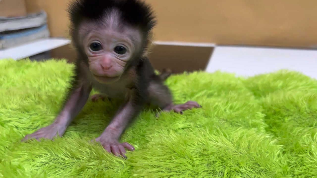 I hugged the baby monkey, a few days old, until he fell into a deep sleep