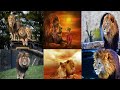 Lion  lion images  lion wallpaper  the king