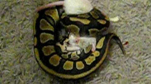 Ball Python Eating A Mouse