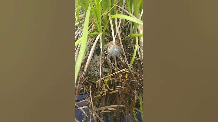 American Toad Mating Call - DayDayNews