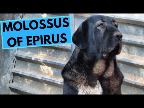Molossus of Epirus - TOP 10 Interesting Facts
