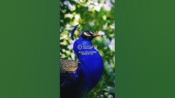 Surah Al-Ikhlas (سورة الإخلاص) | The Purity of Tawheed