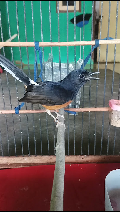 Suara nyaring murai betina memanggil anaknya agar bunyi#pancinganmuraitrotol#Shorts