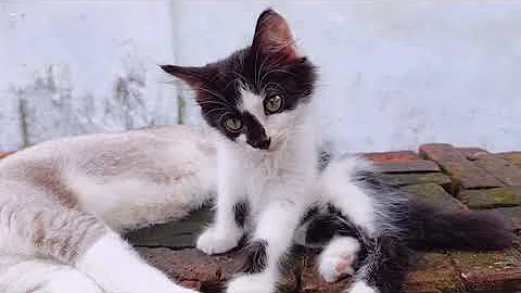 Video 11773451: cats funny kittens animals, cat funny smile