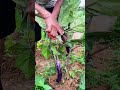 #Cutting the vegetable plants in #vegetableshorts#