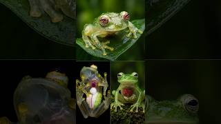 Glass Frog’s Transparent Body 😱🐸 #facts #viral #animalfacts