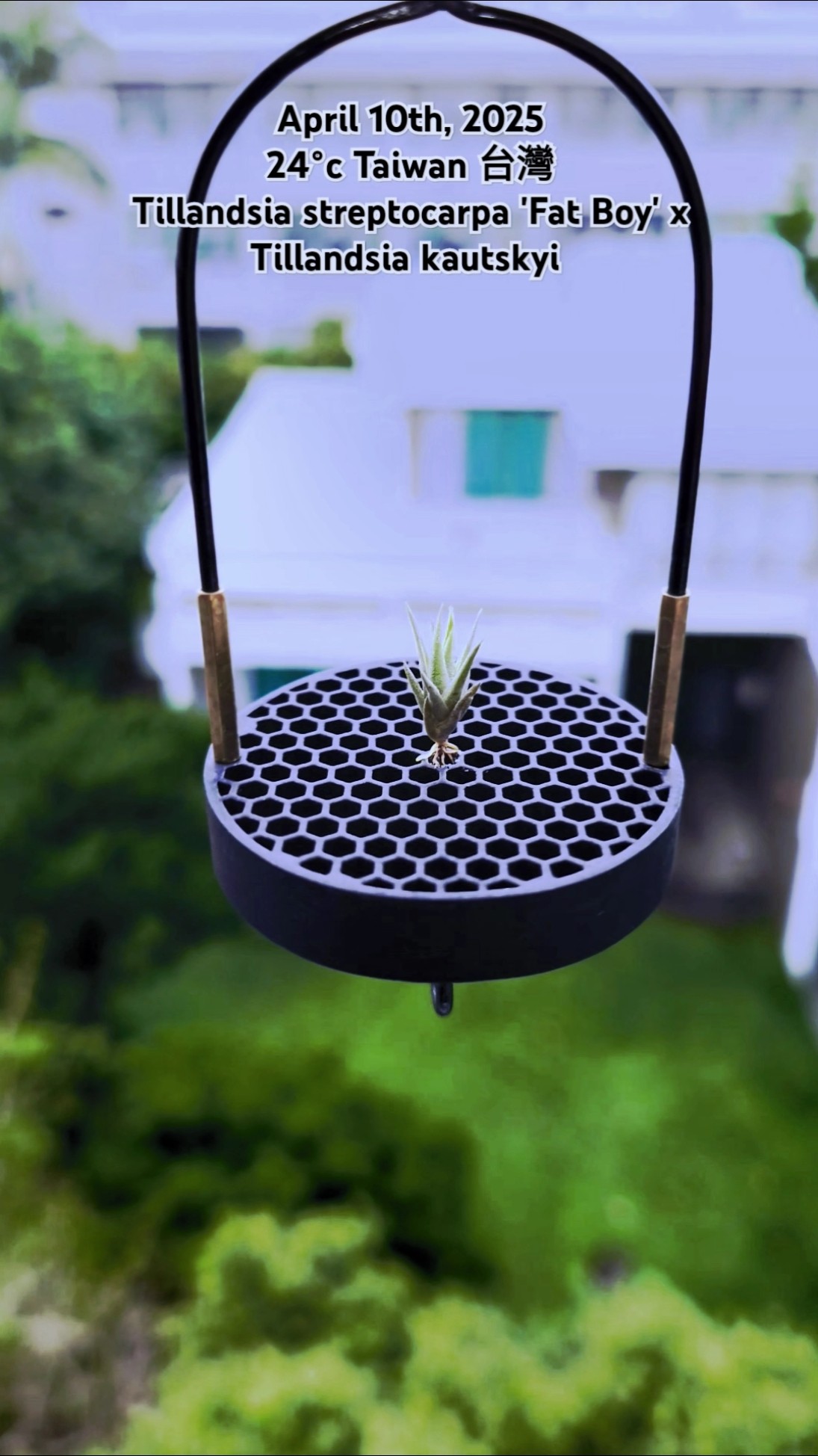 Tillandsia Fat Boy (T. streptophylla x roseoscapa) Tillandsia