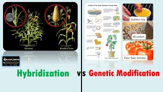 Difference Between Hybridization And Genetically Modified Crop Hybridization Vs Genetic Modification
