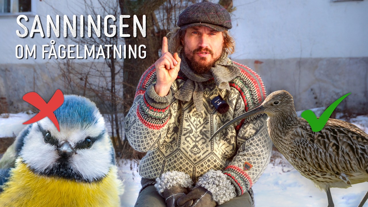 Sanningen om Fågelmatning