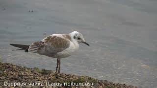 Озерная чайка Larus ridibundus