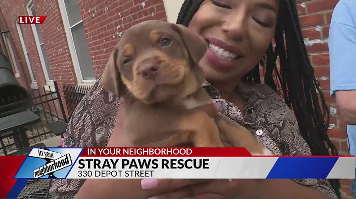 Live In Your Neighborhood – St. Peters; Stray Paws Rescue