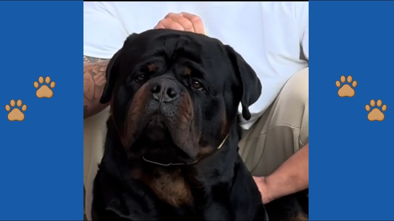 Его называли монстром, но этот 77-килограммовый «неудачник» спас весь район в 3 часа ночи!