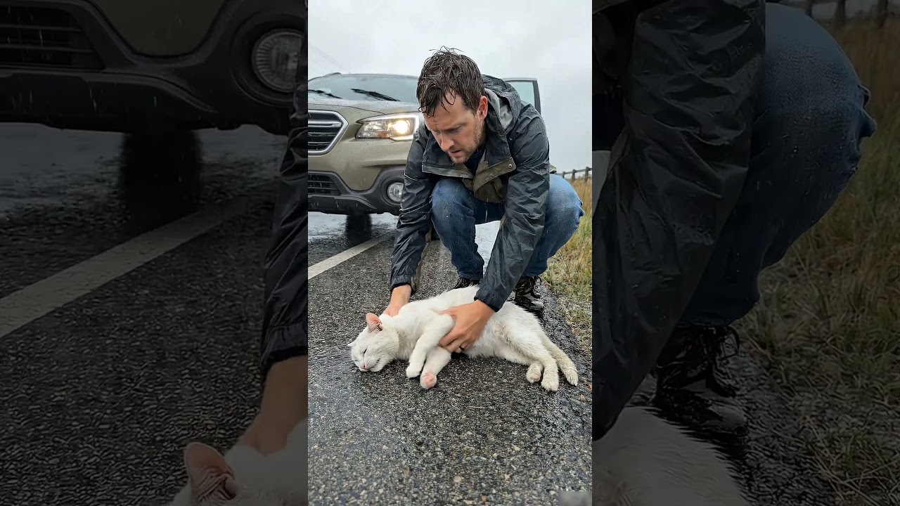 Pregnant Cat Found Lying On The Road 😥#shorts