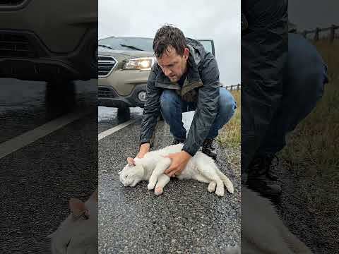 Pregnant Cat Found Lying On The Road 😥#shorts