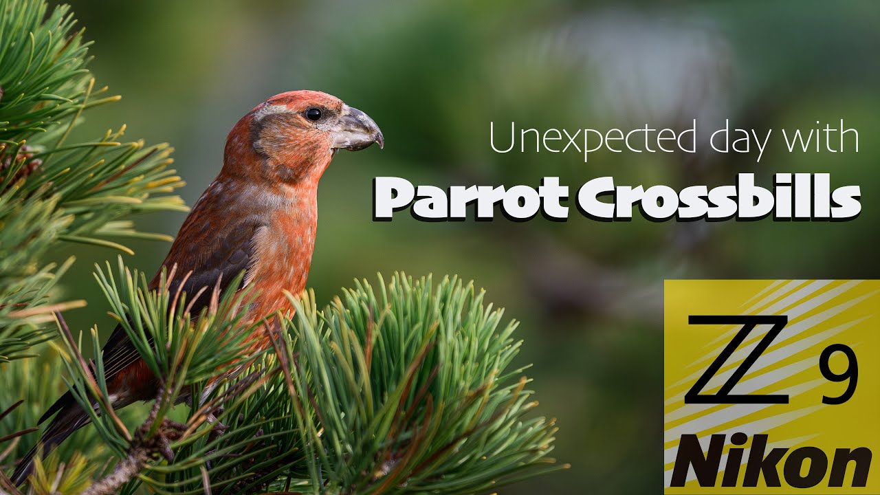 Parrots Denmark Parrot Crossbills in northern Zealand, Denmark - YouTube