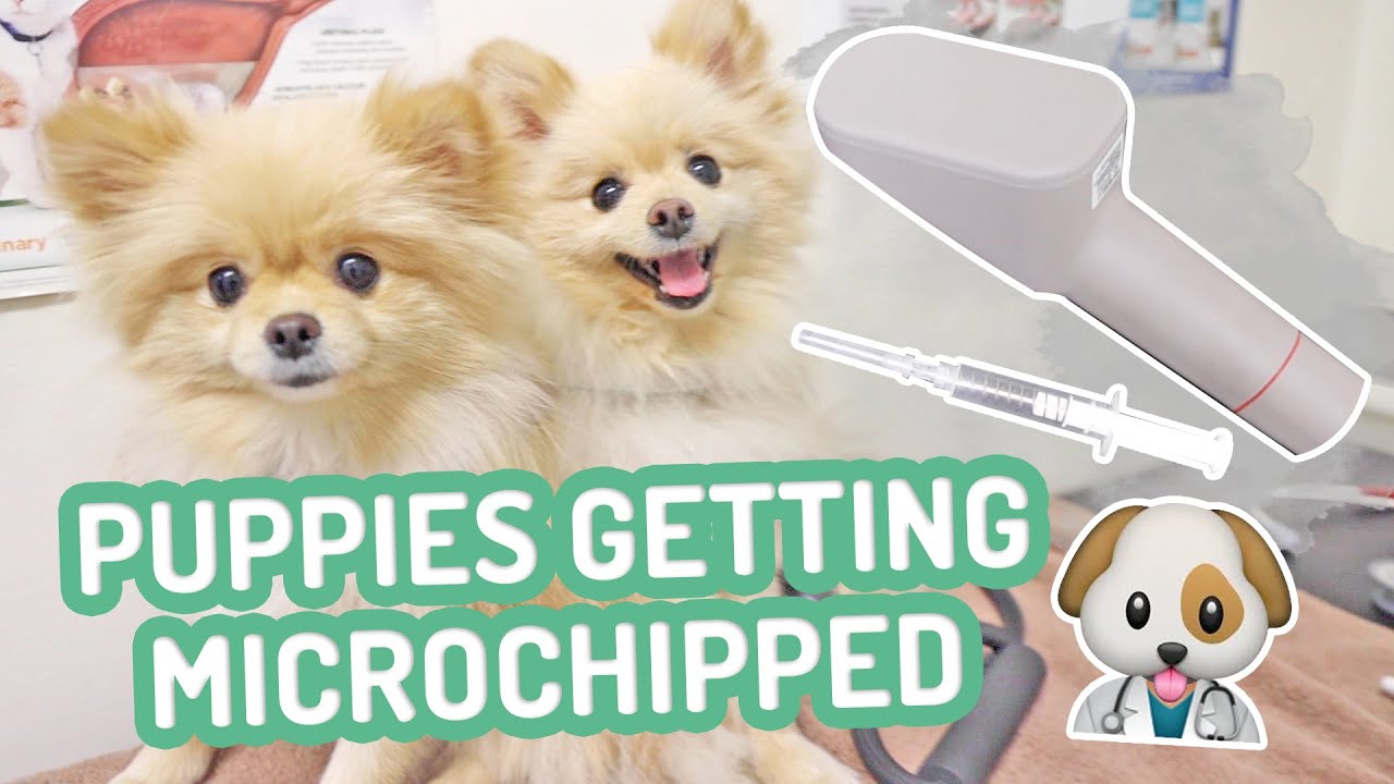 Puppies getting microchipped We found a lost dog & can't find its