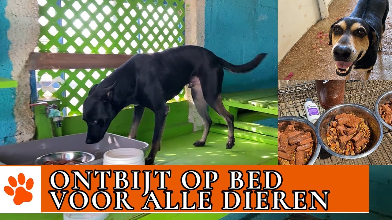 Hoe geef je 30 honden te eten? | DierenpraatTV