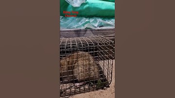 #xuhuong bẫy chuột đồng một chiều#youtube #chuột #chuộtđồng