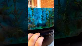 Small aquarium with algae made of epoxy