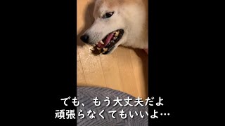 老犬介護：柴犬コタロウがてんかん発作を発症して老犬介護がはじまった