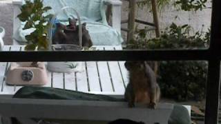 Crazy, Hungry Squirrel Attacks Window