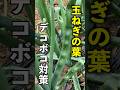 【玉ねぎ】葉がデコボコする原因と対策方法 #家庭菜園 #玉ねぎ #shorts
