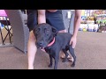 Shepherd Lab Mix Shepherd Lab Mix