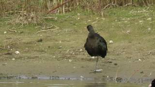 Glossy Ibis Sichler