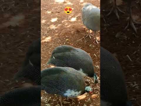 شاهد جمال الديك الحبشي سبحان الخالق