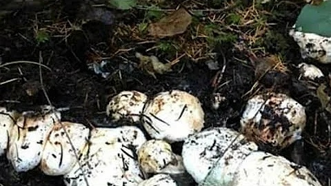 MATSUTAKE Mushrooms Hunting in WA National Forest. - DayDayNews
