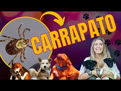 Vídeo: É um parasitismo de carrapato?