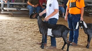 Tioga County Fair opens with Agriculture Day and 4-H fun