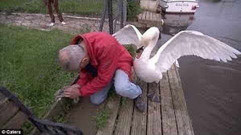 Cygnet rescue - Simon beaten up by an angry swan