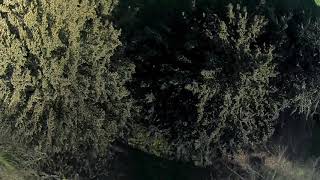 Revisted the forbidden forest with Bando Basher 4