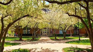 Four seasons on DePaul s quad