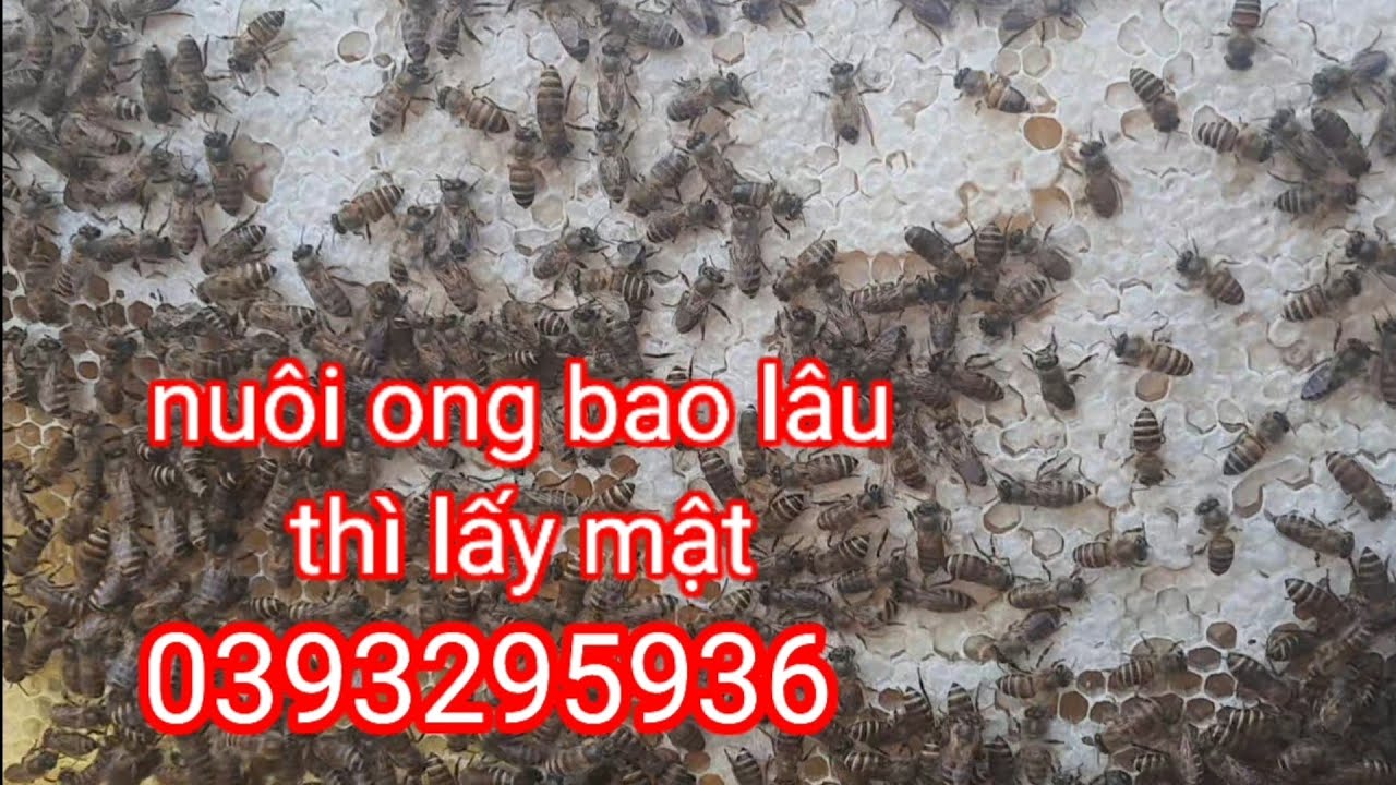 Nuôi ong bao lâu thì lấy được mật và thời vụ mật ra sao 