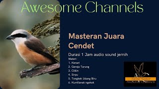 Masteran Cendet Juara dan Memancing FOKUS JURI✅