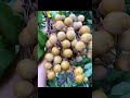 Fruits trees for small garden with family. Top fruits. #fruitlab #fruitburst #fruitloops #fruitide