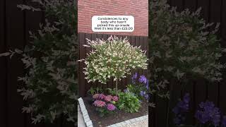Celebrity Flamingo Willow Tree in 3L Pot - Exotic Plant 80-90cm Profile