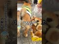 このパン、なにかににてる...