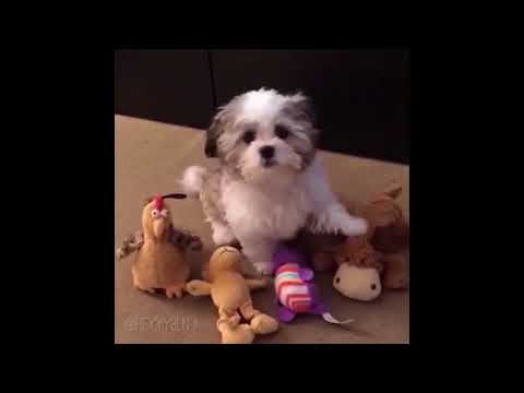 The Duplicity of Benji