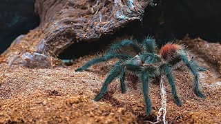 Grammostola iheringi Has Shed + Mini Tarantula Feeding Video #10